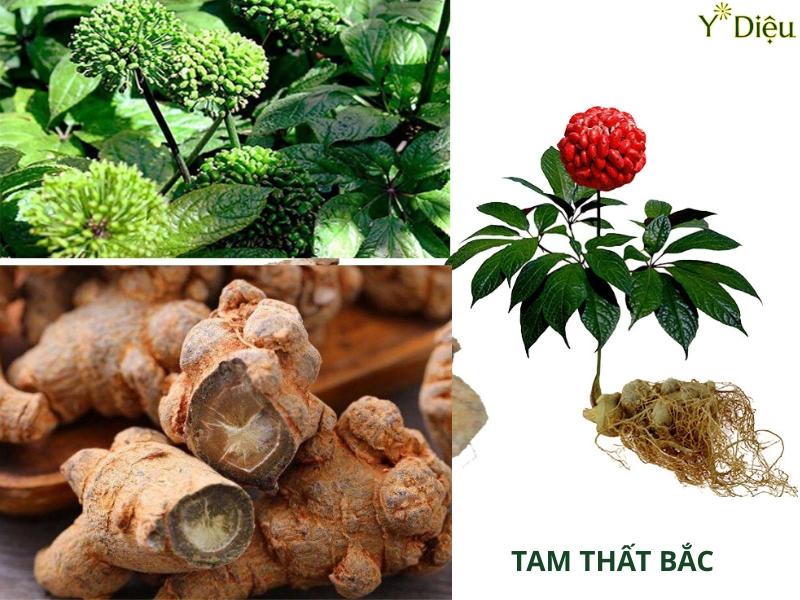 Tam Thất: Công Dụng, Cách Dùng Thế Nào Là Hiệu Quả Nhất